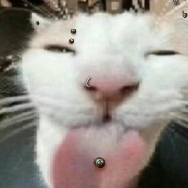猫当便便埋了