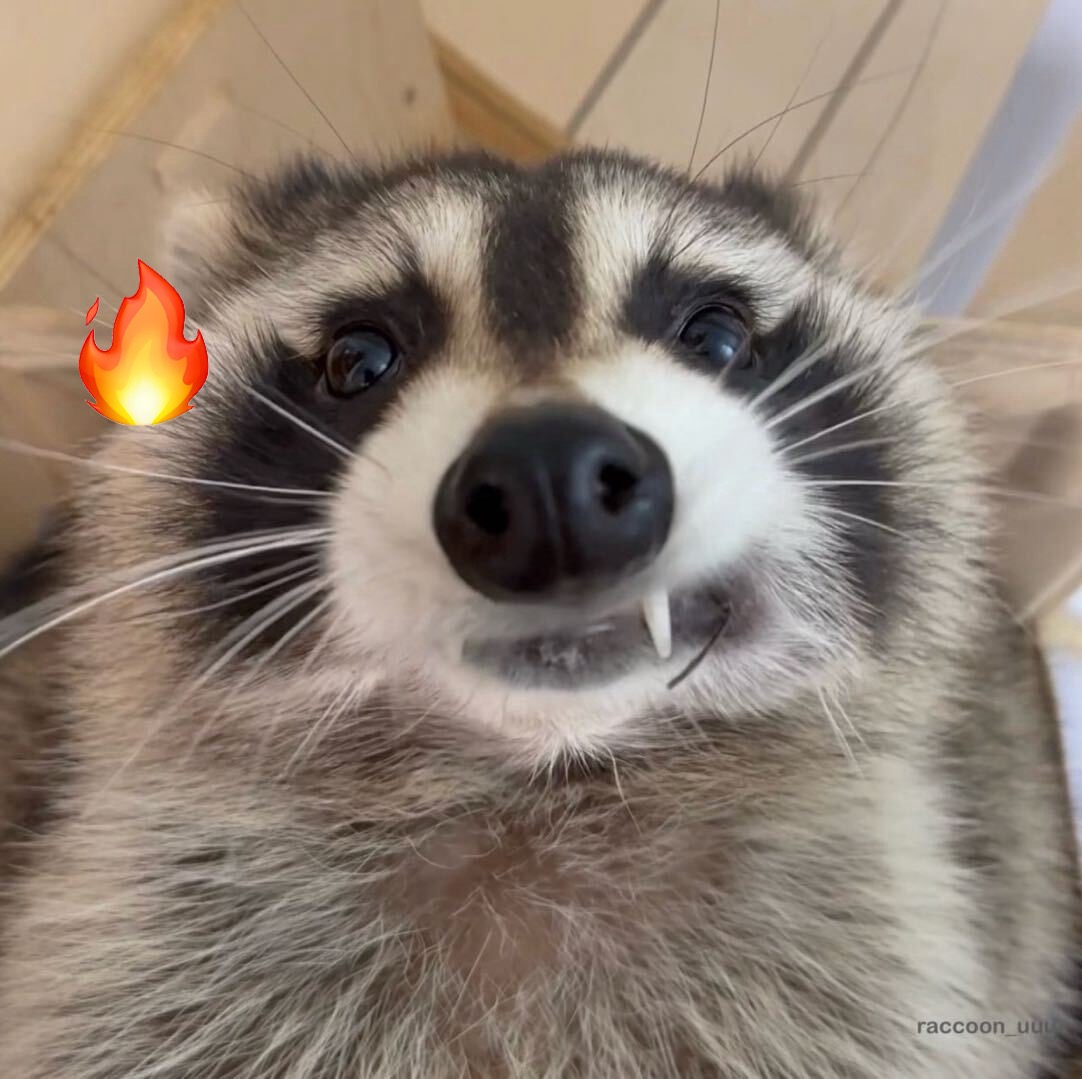 浣熊