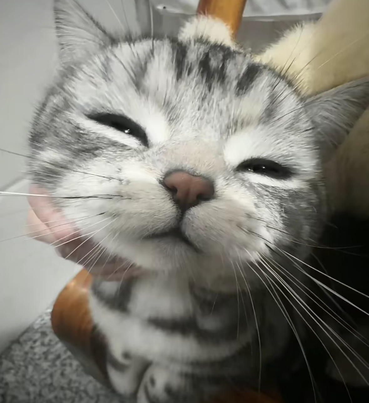 豆奶橘子狗