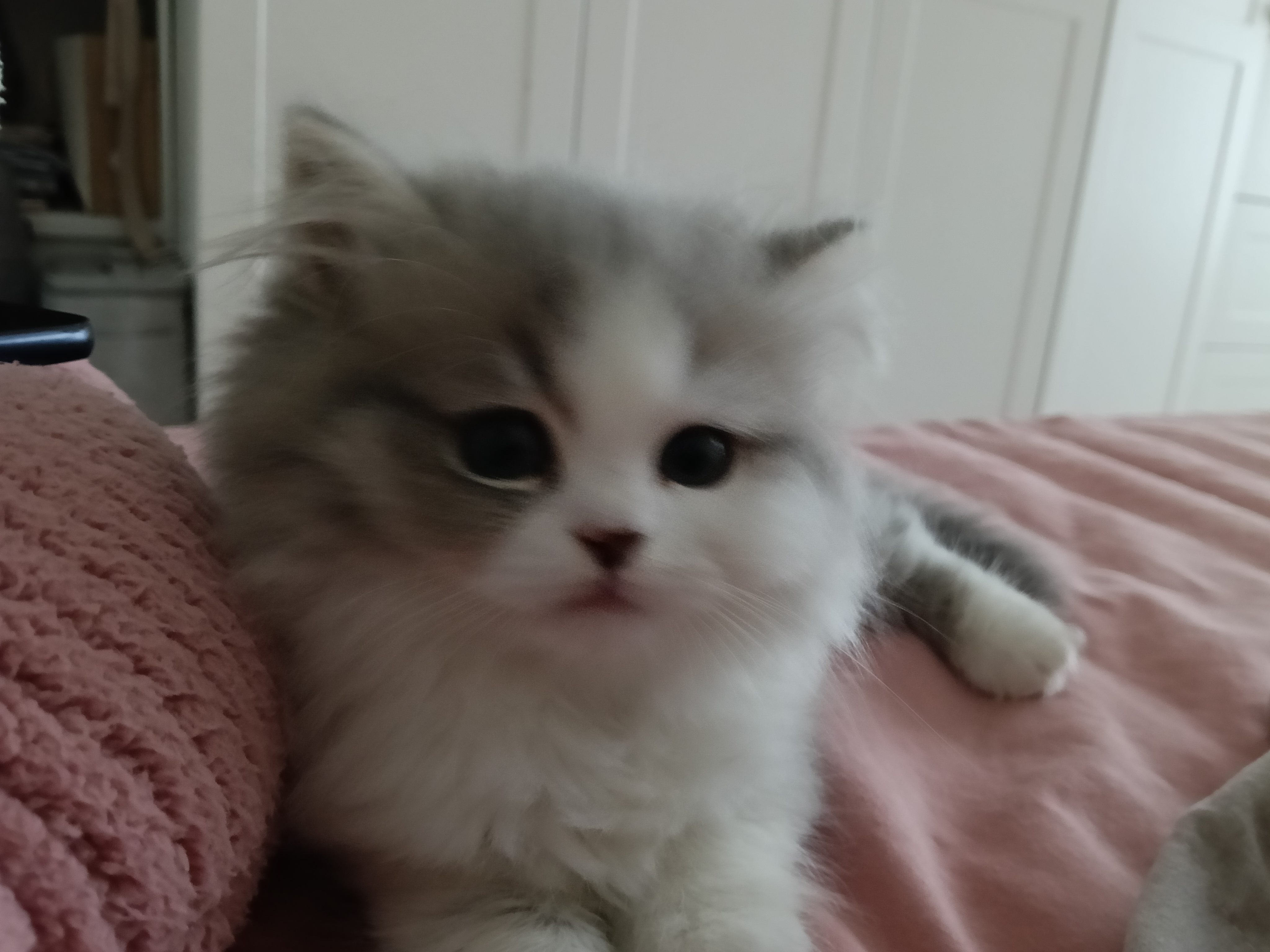 李轻杳
