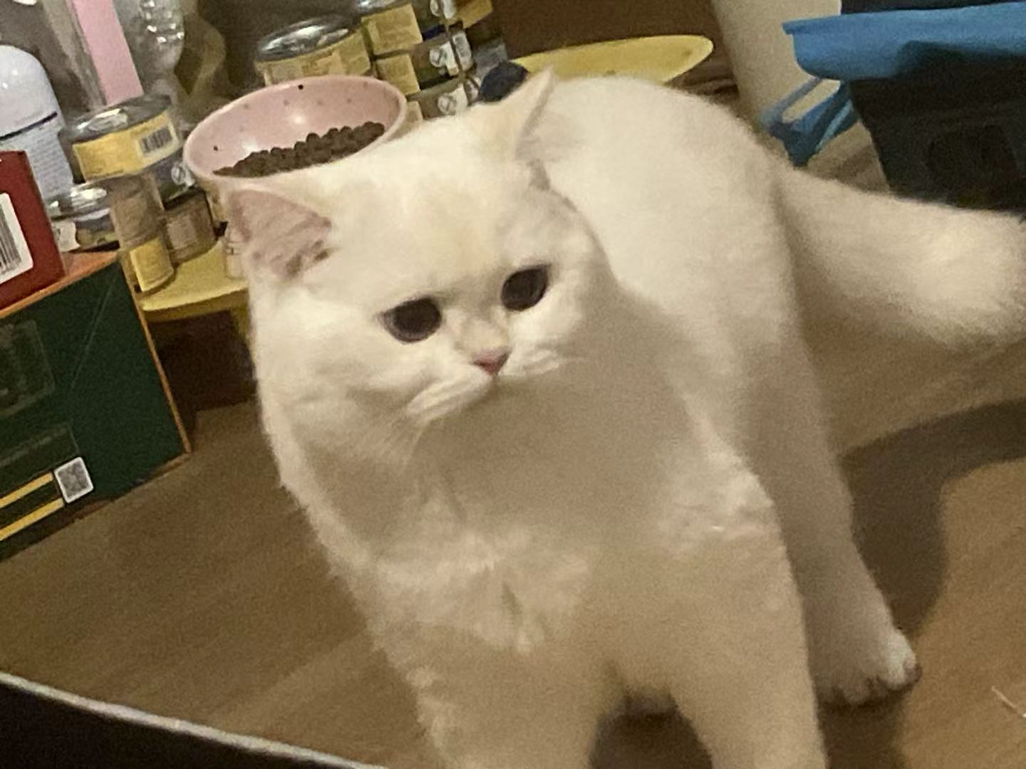 qqiu
