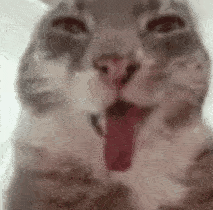 只吱