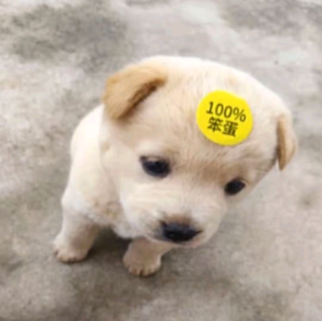 小恒世纪