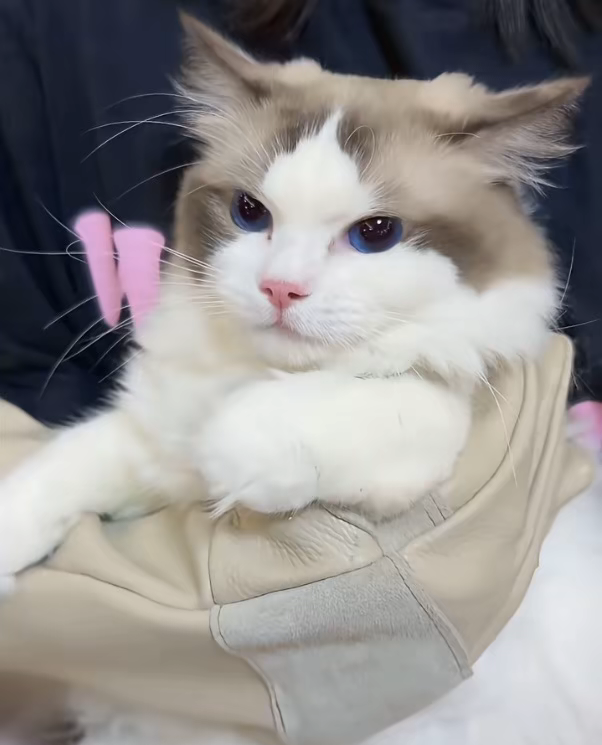 大刀疯狂砍.