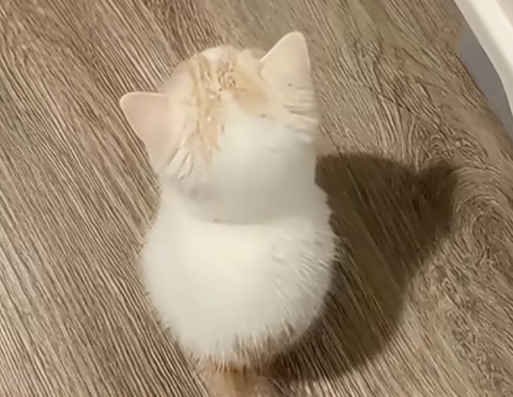 白余起