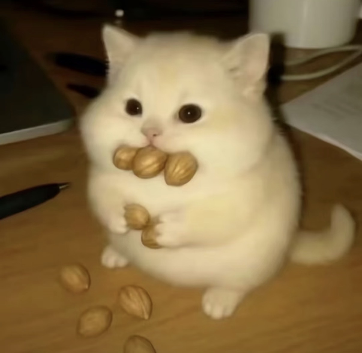 徐(｡ì _ í｡)