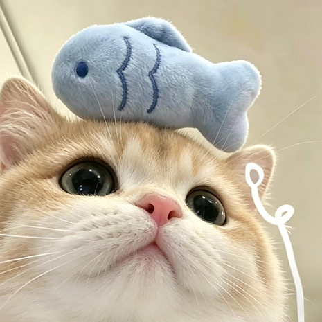 咕咕咕鸡