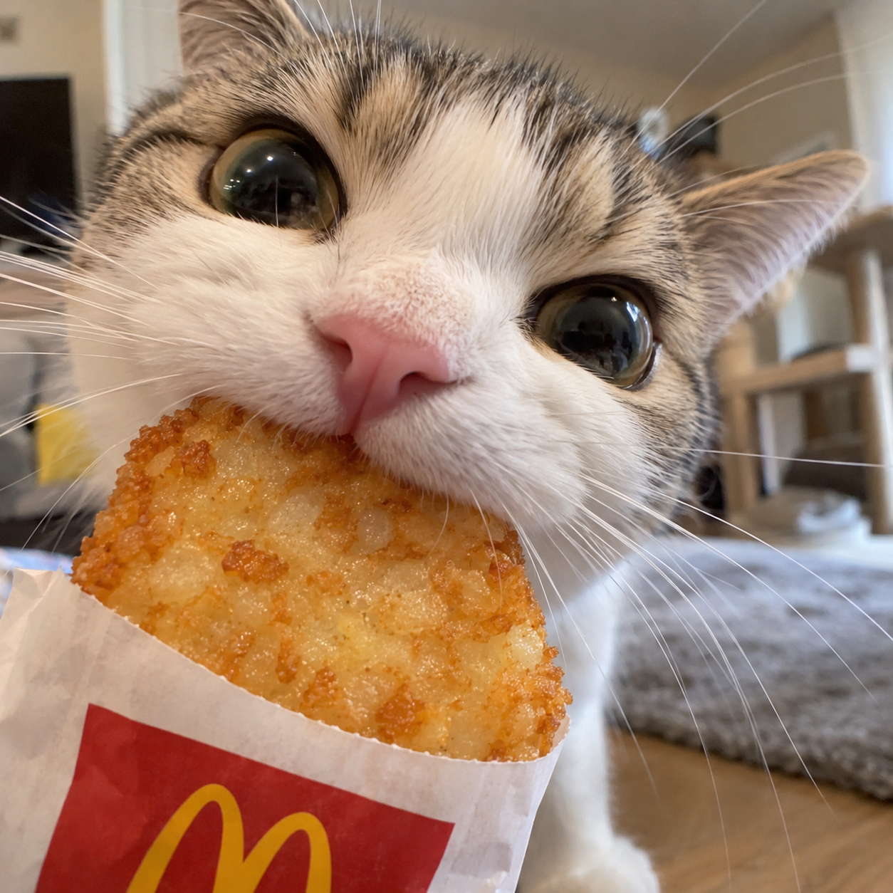 配吃薯饼吗